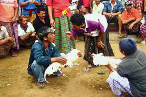 Cockfighting 2 Cockfighting 2