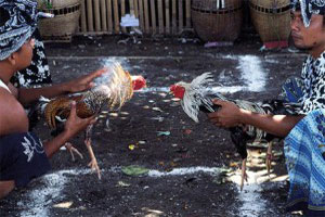 Cockfighting 3 Cockfighting 3