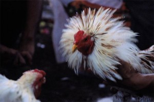 Tajen - Balinese Cockfighting 1 Cockfighting 4