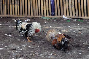 Cockfighting 5 Cockfighting 5