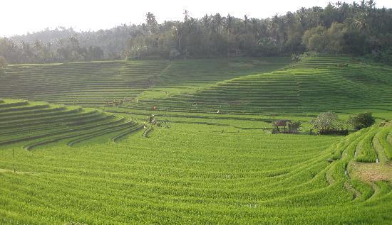 Rice Field Rice Field