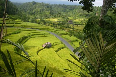 Bali Rice Field Bali Rice Field
