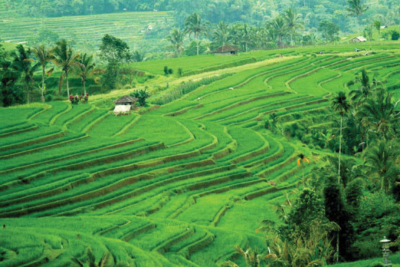 Rice Fields Rice Fields