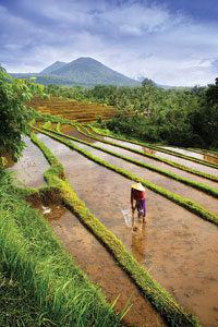 Rice Fields Ploging Rice Fields Ploging