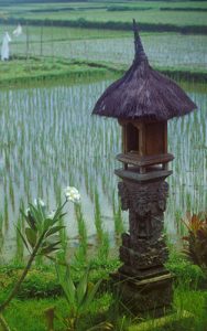 temple rice field