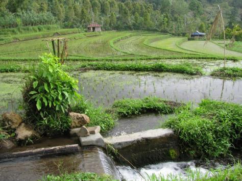 Subak Bali 2 Subak Bali 2