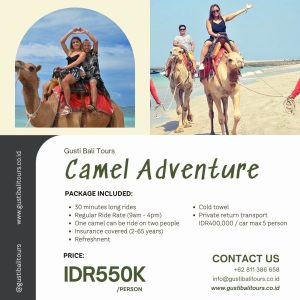 Bali Activity 8 Bali Camel Adventure